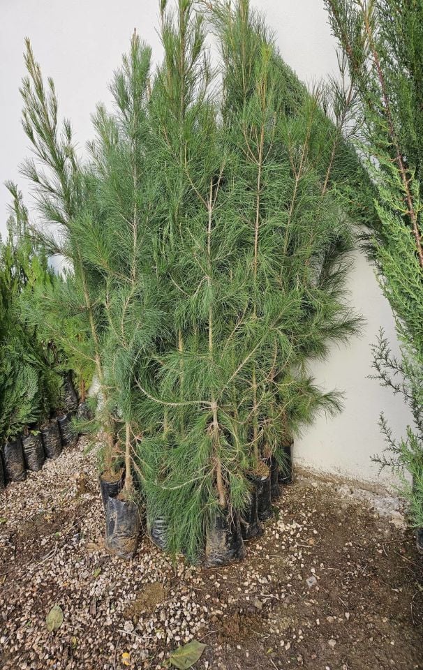 Tüplü Mazı Çam Ağacı Fidanı