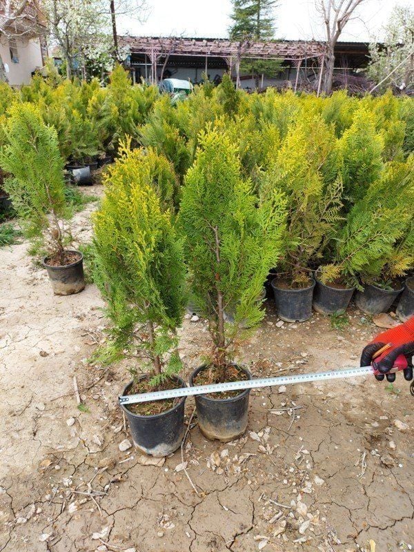 Tüplü Mazı Çam Ağacı Fidanı