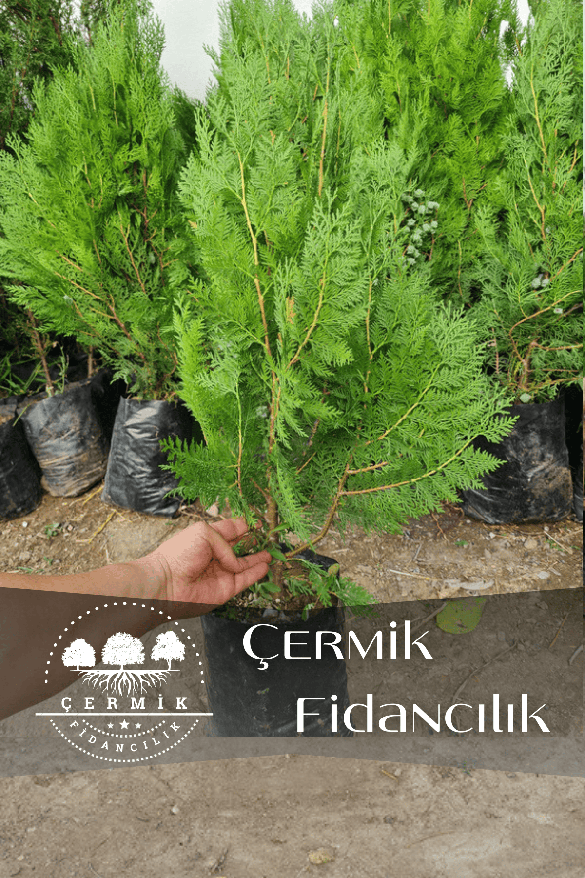 Tüplü Mazı Çam Ağacı Fidanı