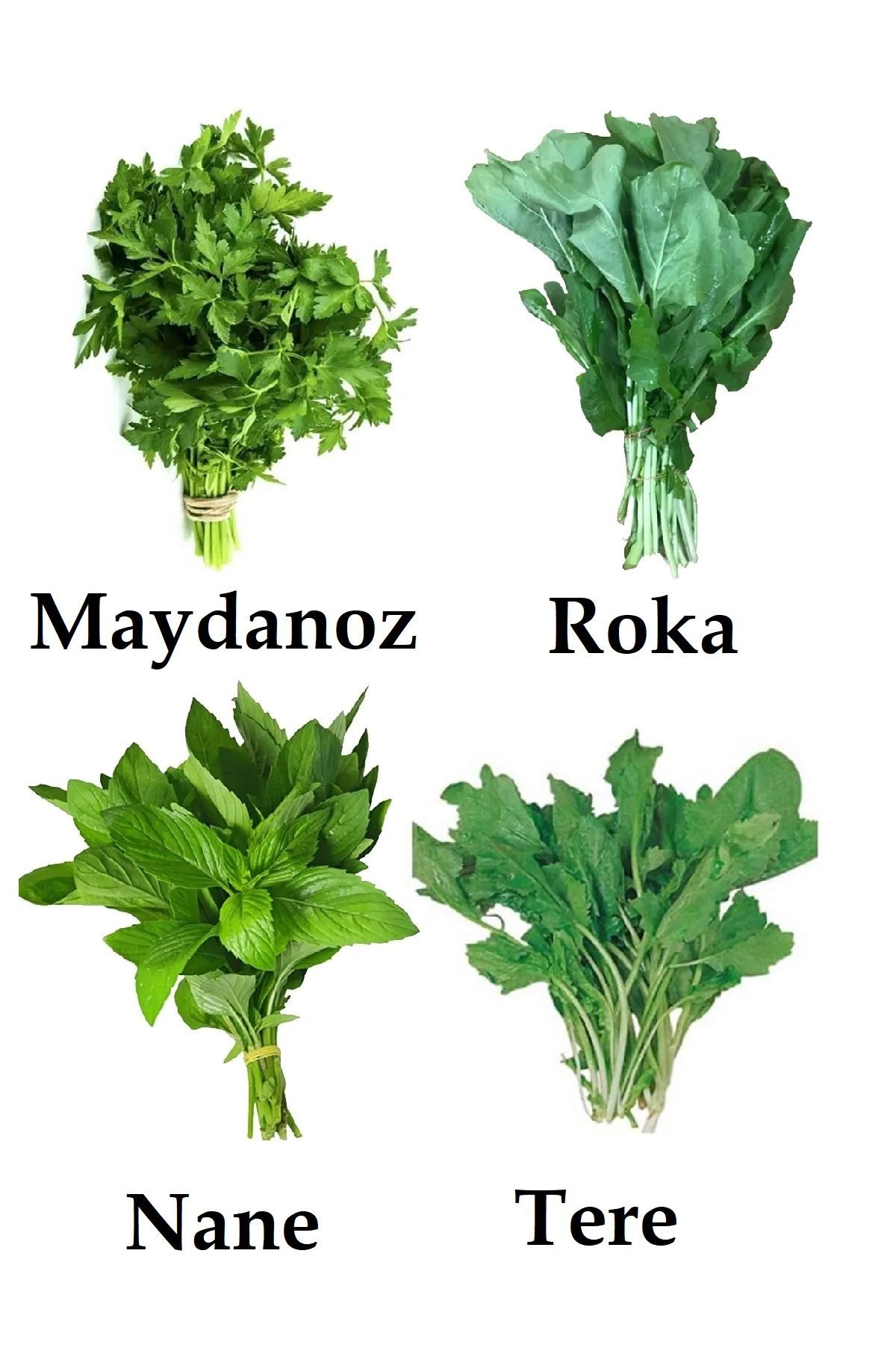 Yeşillik Tohum Paketi Tere , Maydanoz, Nane , Roka 40 Gr