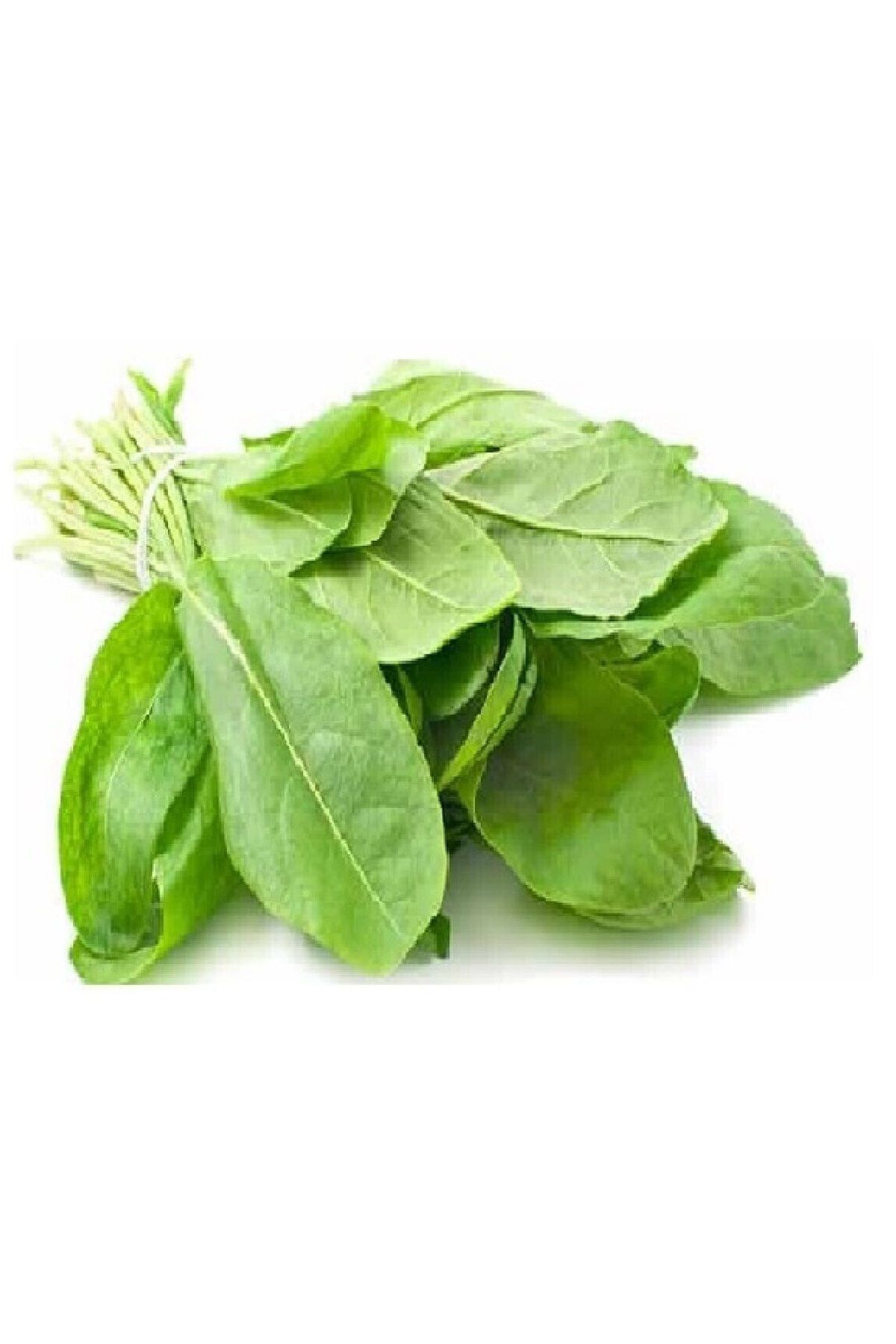 Kuzu Kulağı ( Ekşi Ot ) Tohumu Paketi