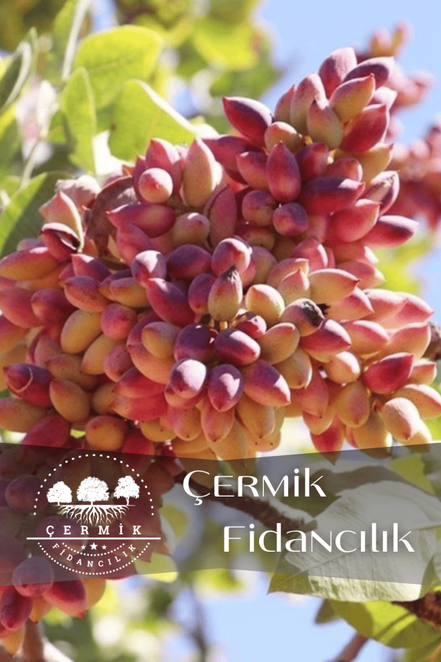 Çift Aşılı Siirt - Antep Fıstığı Fidanı ( Aşı Gerektirmez )