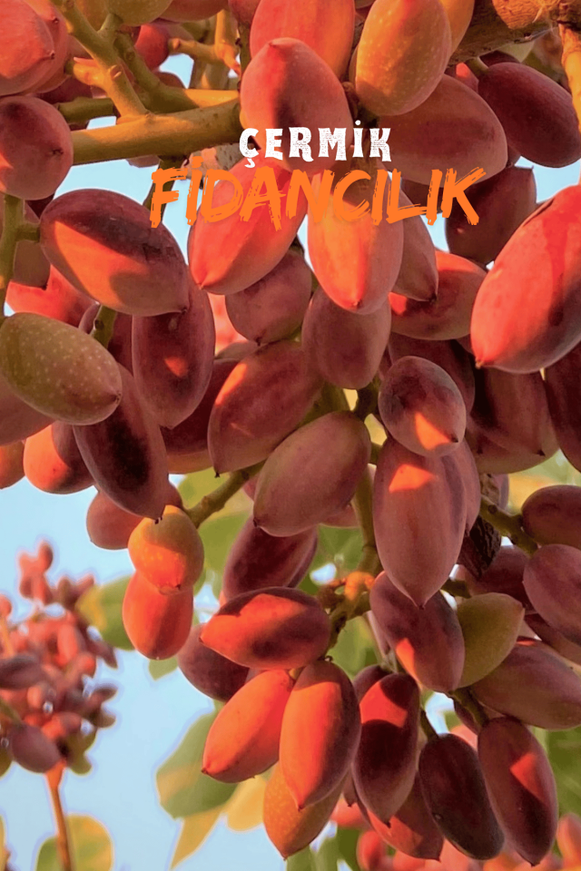 Çift Aşılı Siirt - Antep Fıstığı Fidanı ( Aşı Gerektirmez )