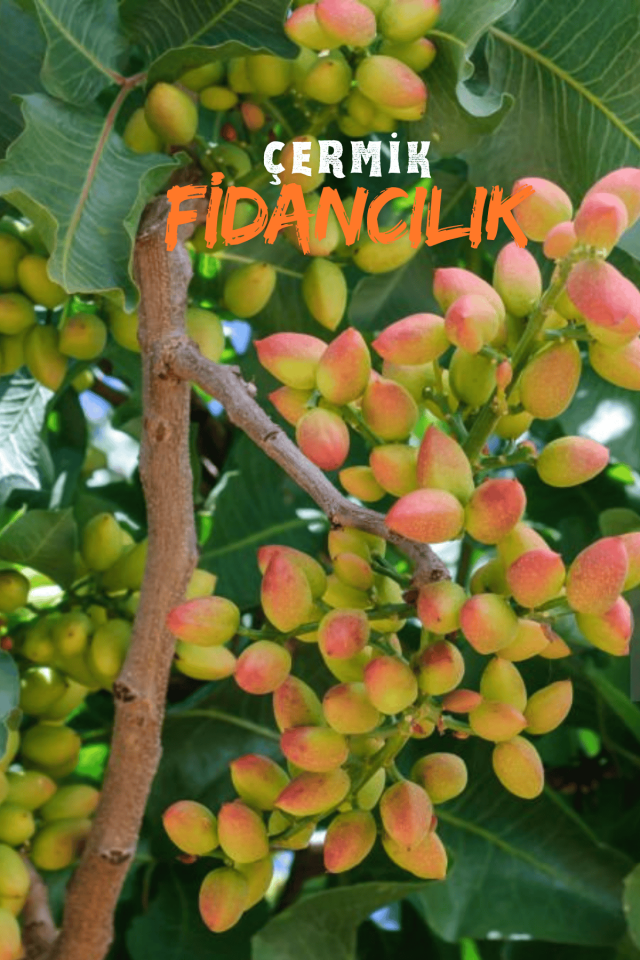 Çift Aşılı Siirt - Antep Fıstığı Fidanı ( Aşı Gerektirmez )