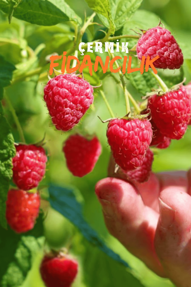 Yediveren Ahududu Fidanı