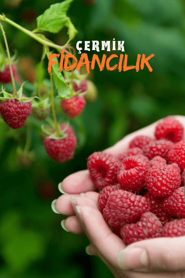 Yediveren Ahududu Fidanı