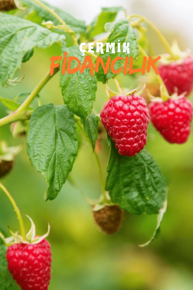 Yediveren Ahududu Fidanı