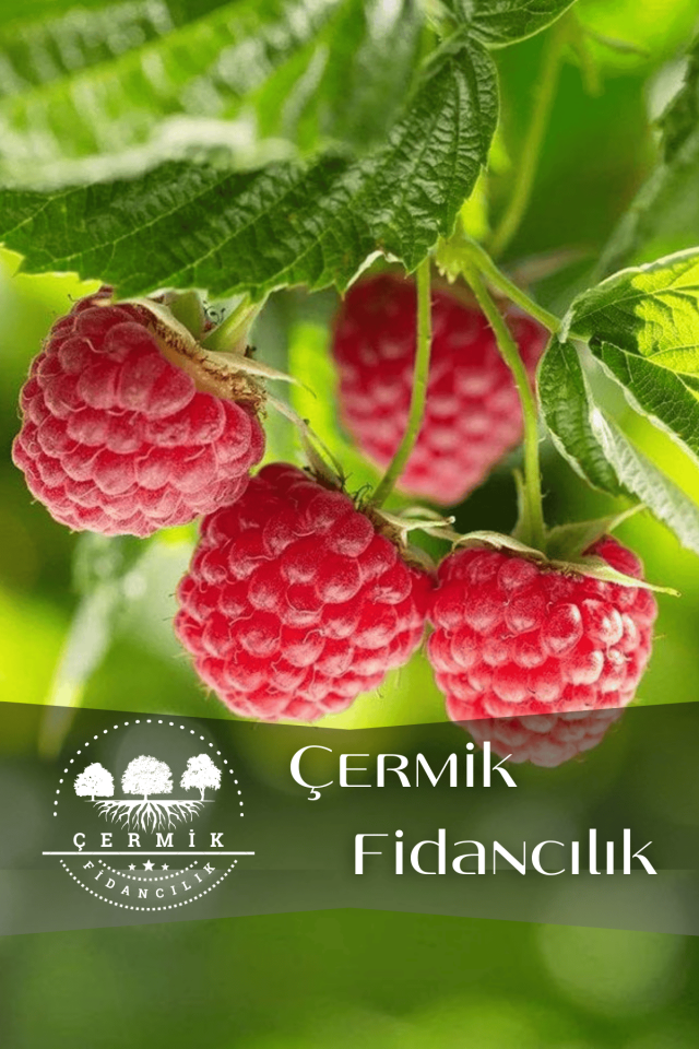 Yediveren Ahududu Fidanı