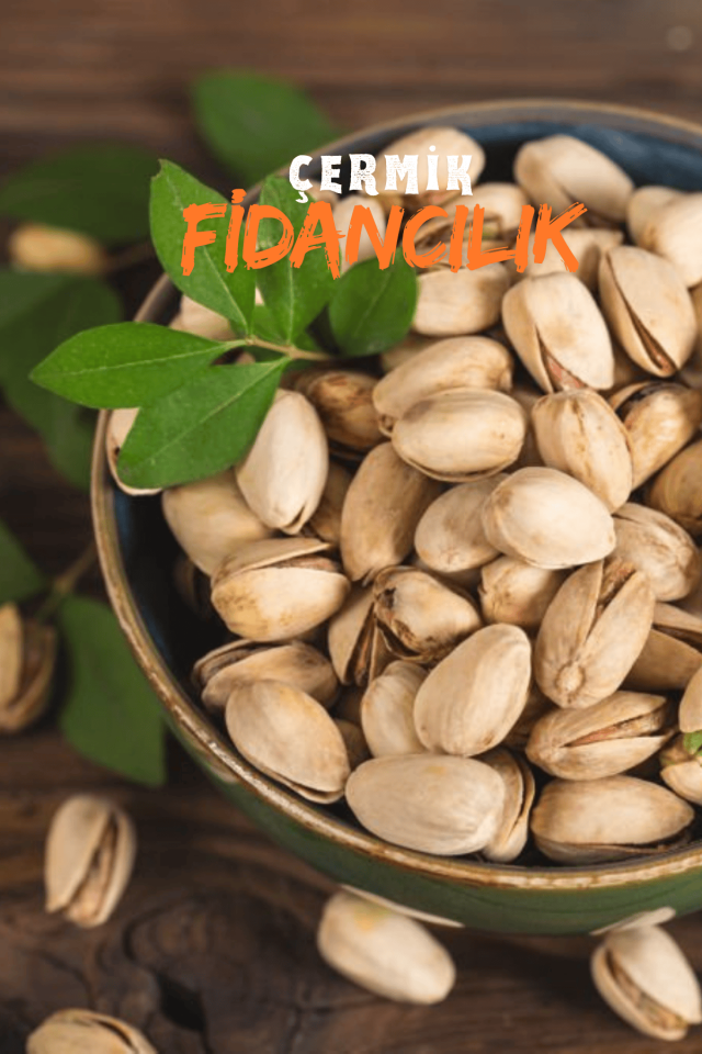 Tüplü Siirt - Antep Fıstığı Fidanı 1 Metre Garantili