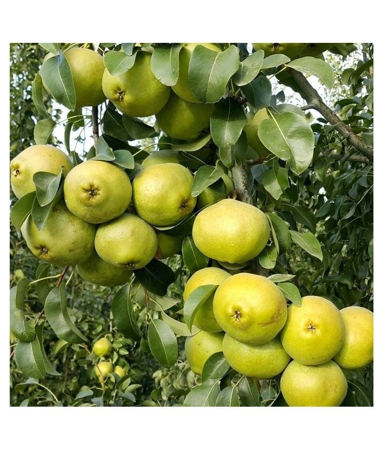 Bodur Aşılı Ankara Armut Fidanı 3 Yaş