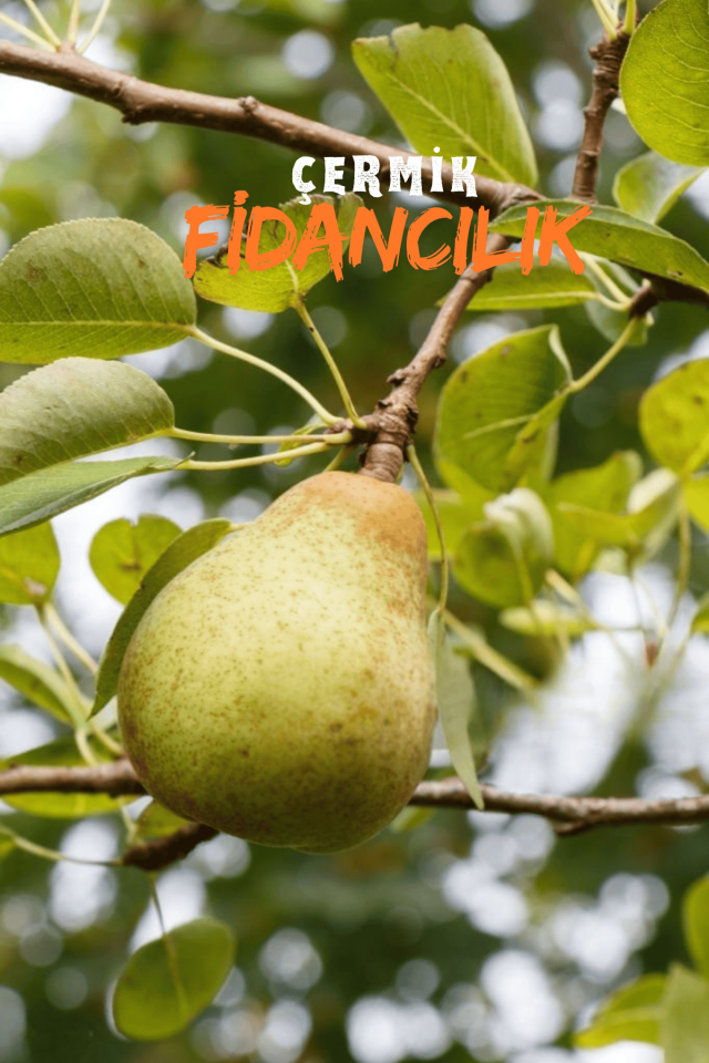 Bodur Aşılı Ankara Armut Fidanı 3 Yaş