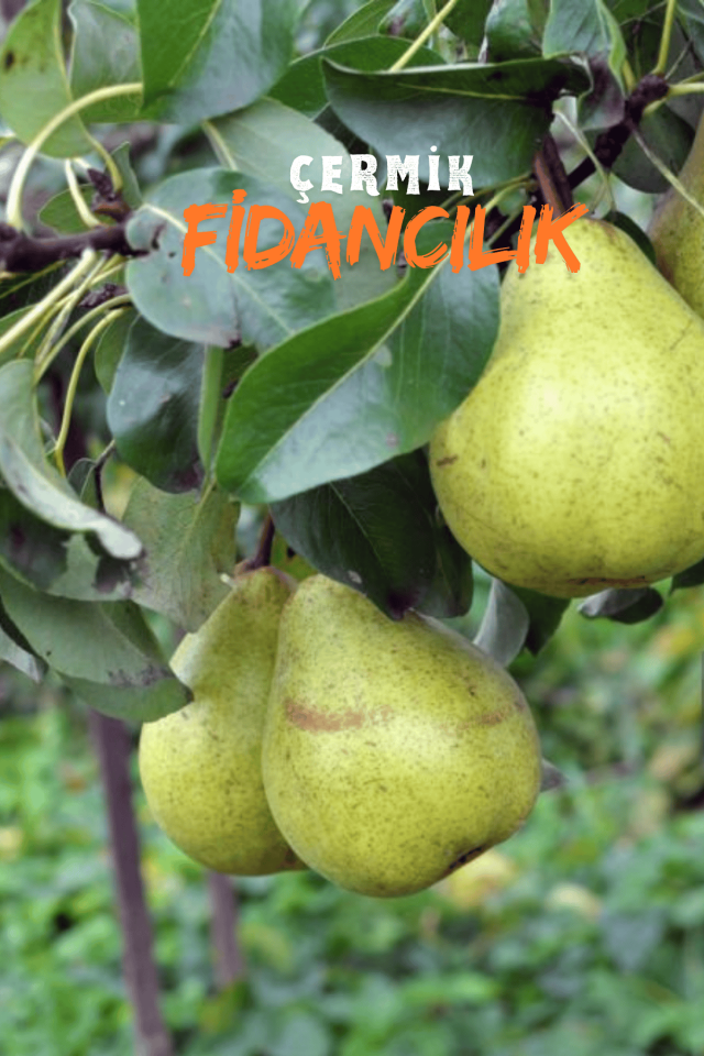 Bodur Aşılı Ankara Armut Fidanı 3 Yaş