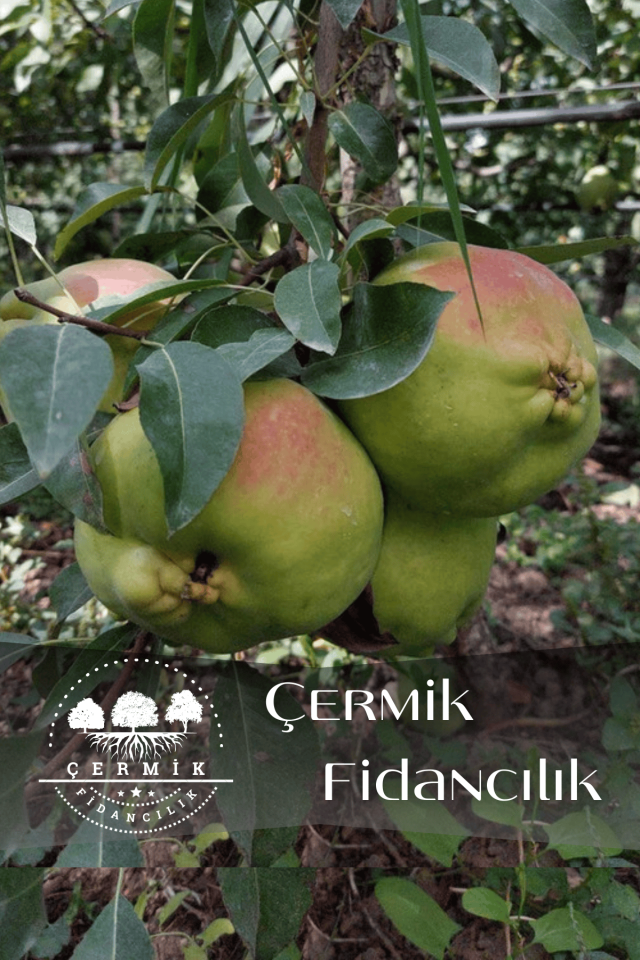 Aşılı Deveci Armut Fidanı 3 Yaş