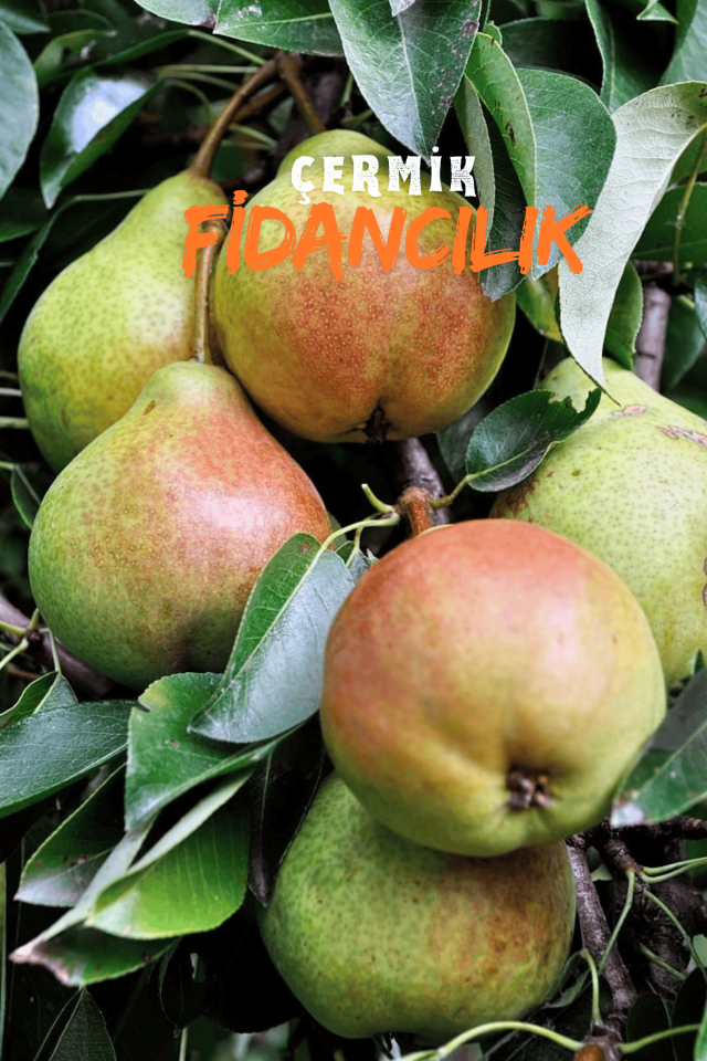 Aşılı Deveci Armut Fidanı 3 Yaş