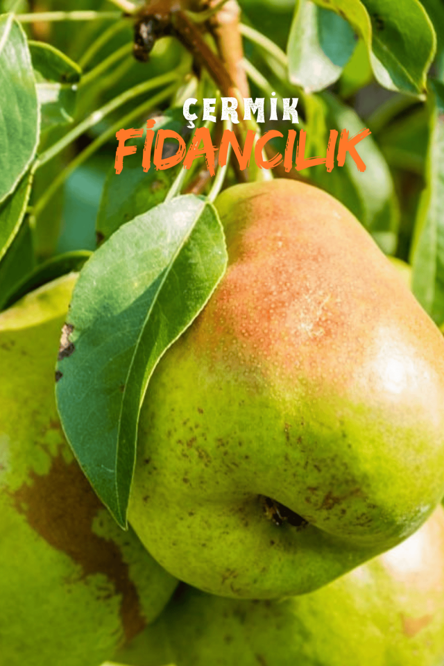 Aşılı Deveci Armut Fidanı 3 Yaş