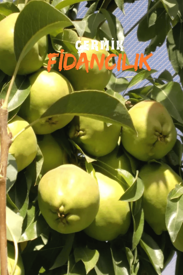 Aşılı Deveci Armut Fidanı 3 Yaş