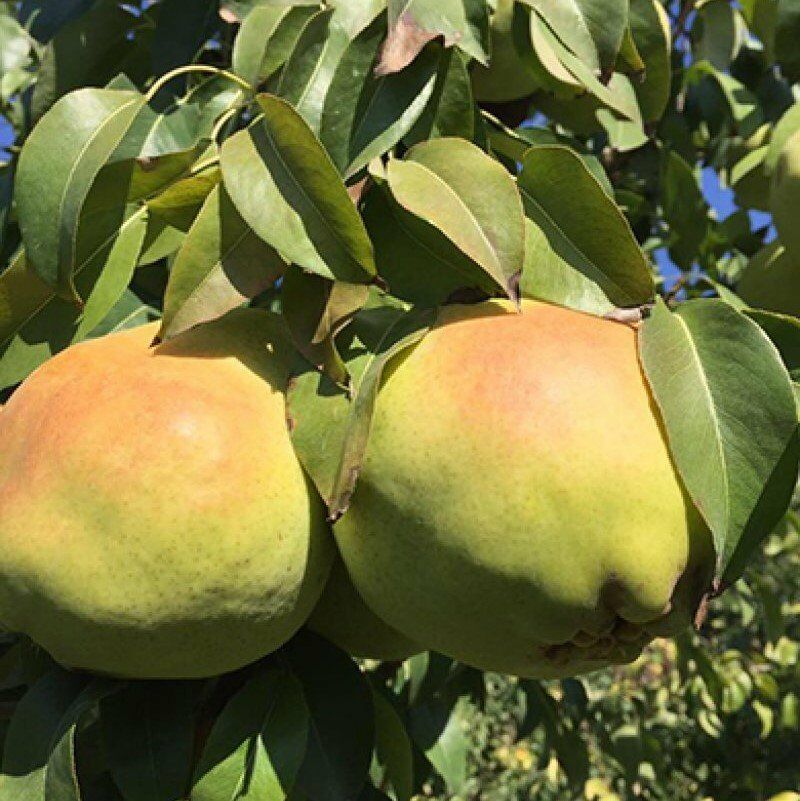 Aşılı Deveci Armut Fidanı 3 Yaş