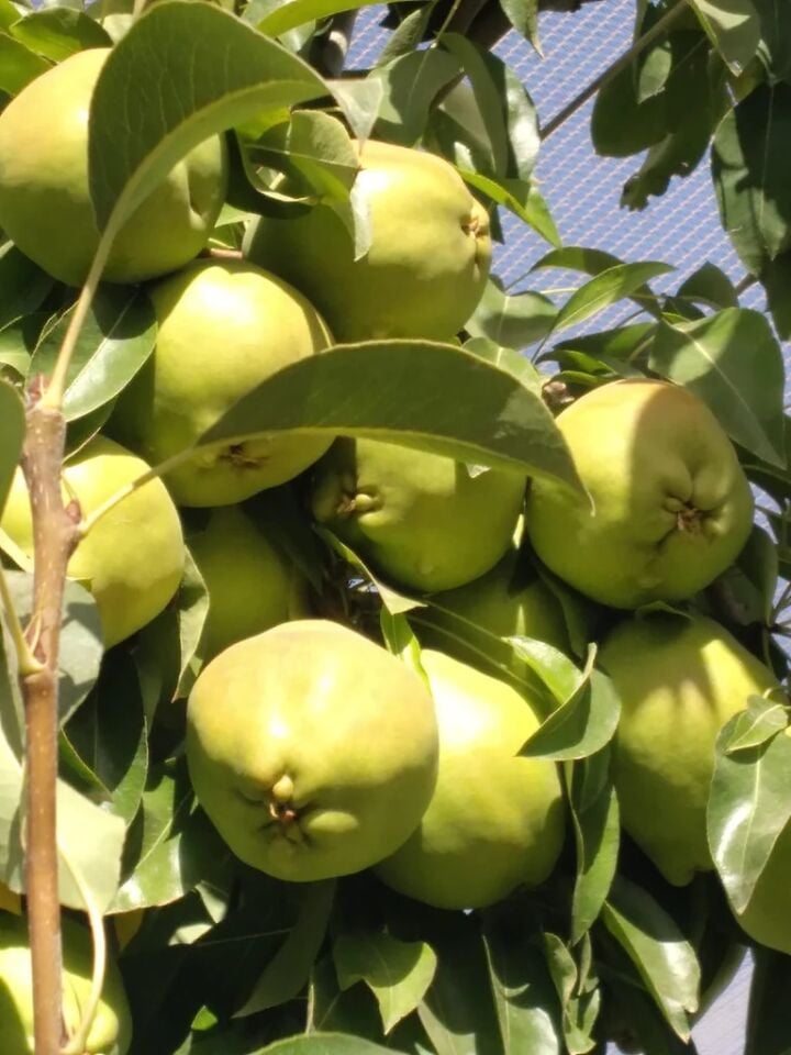 Aşılı Deveci Armut Fidanı 3 Yaş