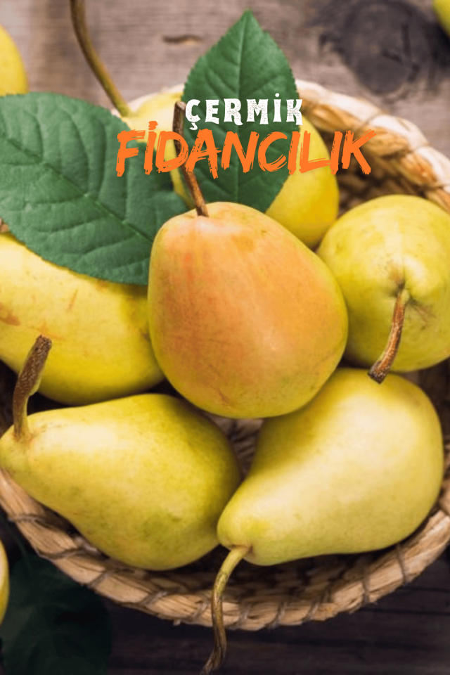 Bodur Aşılı Santa Maria Armut Fidanı 3 Yaş