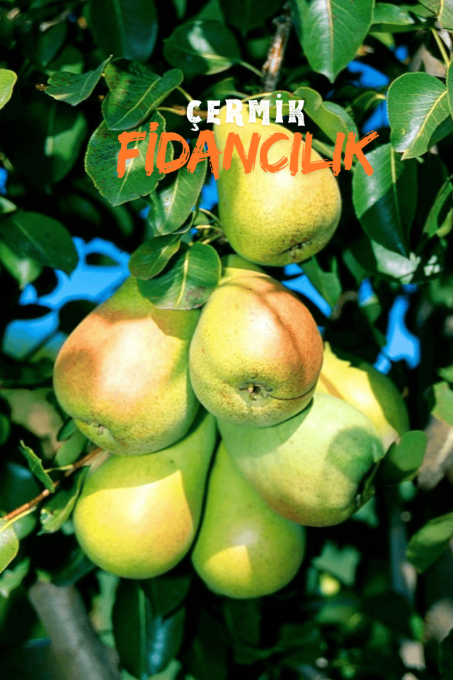 Bodur Aşılı Santa Maria Armut Fidanı 3 Yaş