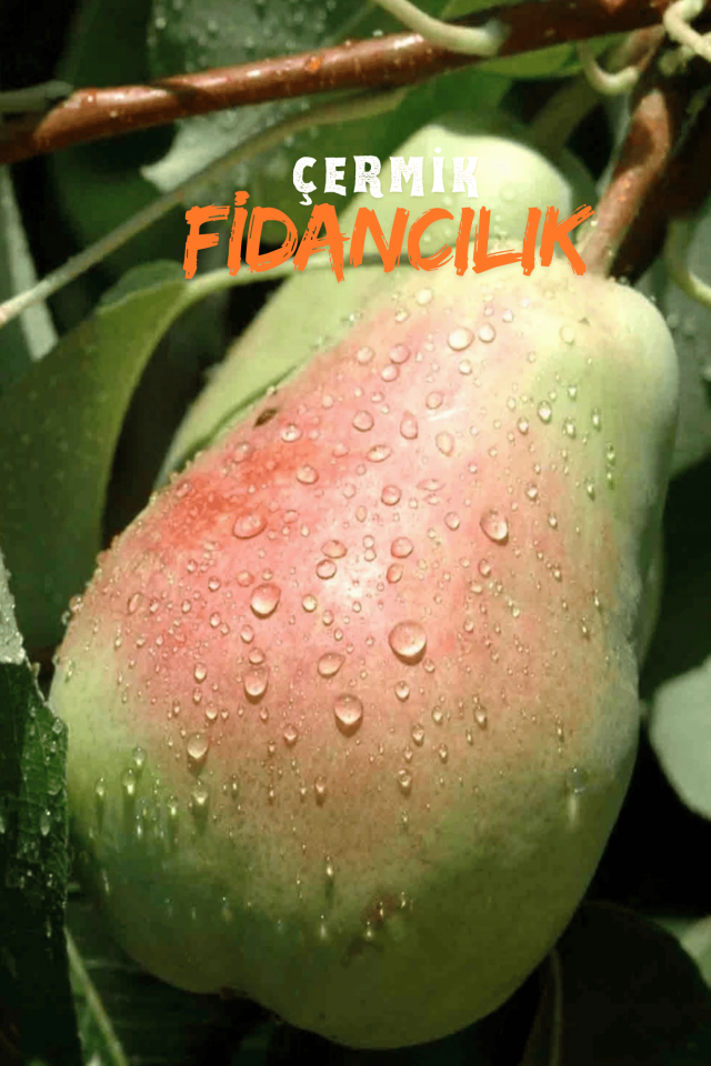 Bodur Aşılı Santa Maria Armut Fidanı 3 Yaş