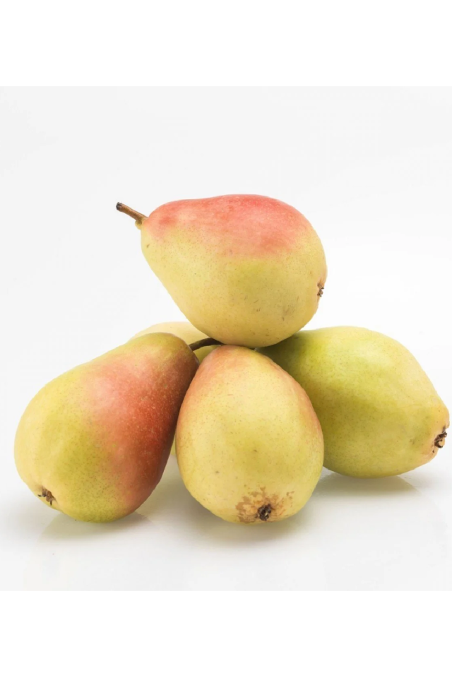 Bodur Aşılı Santa Maria Armut Fidanı 3 Yaş