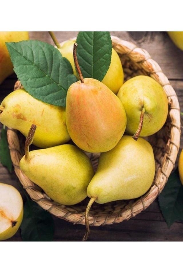 Bodur Aşılı Santa Maria Armut Fidanı 3 Yaş