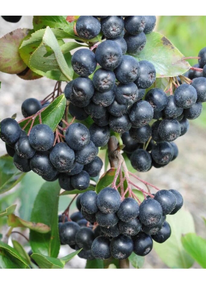 Viking Siyah Aronya ( Aronia Chokeberry ) Fidanı