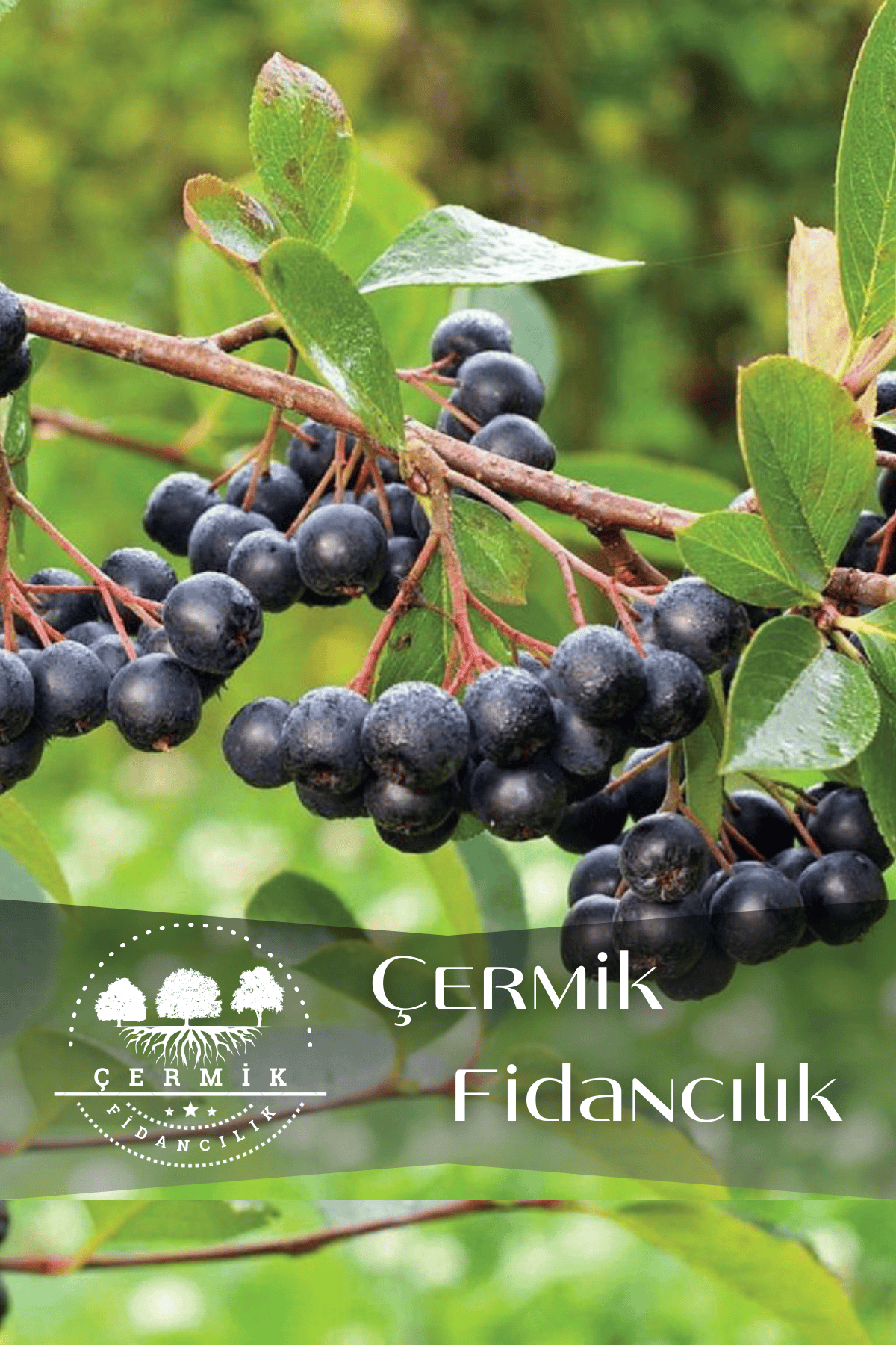 Viking Siyah Aronya ( Aronia Chokeberry ) Fidanı