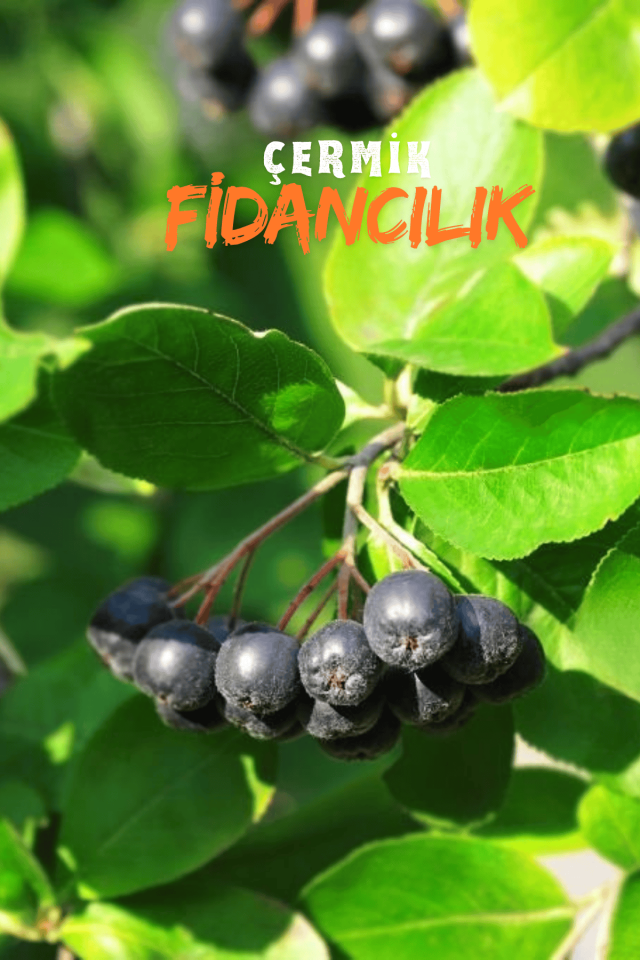 Viking Siyah Aronya ( Aronia Chokeberry ) Fidanı