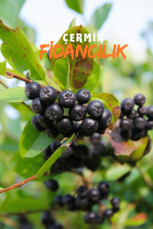 Viking Siyah Aronya ( Aronia Chokeberry ) Fidanı