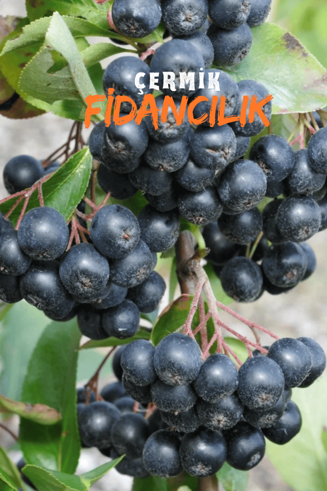 Viking Siyah Aronya ( Aronia Chokeberry ) Fidanı