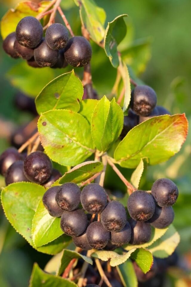 Viking Siyah Aronya ( Aronia Chokeberry ) Fidanı