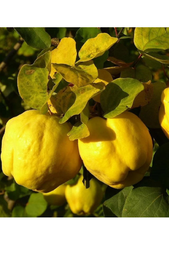 Aşılı Bodur Eşme Ayva Fidanı 3 Yaş