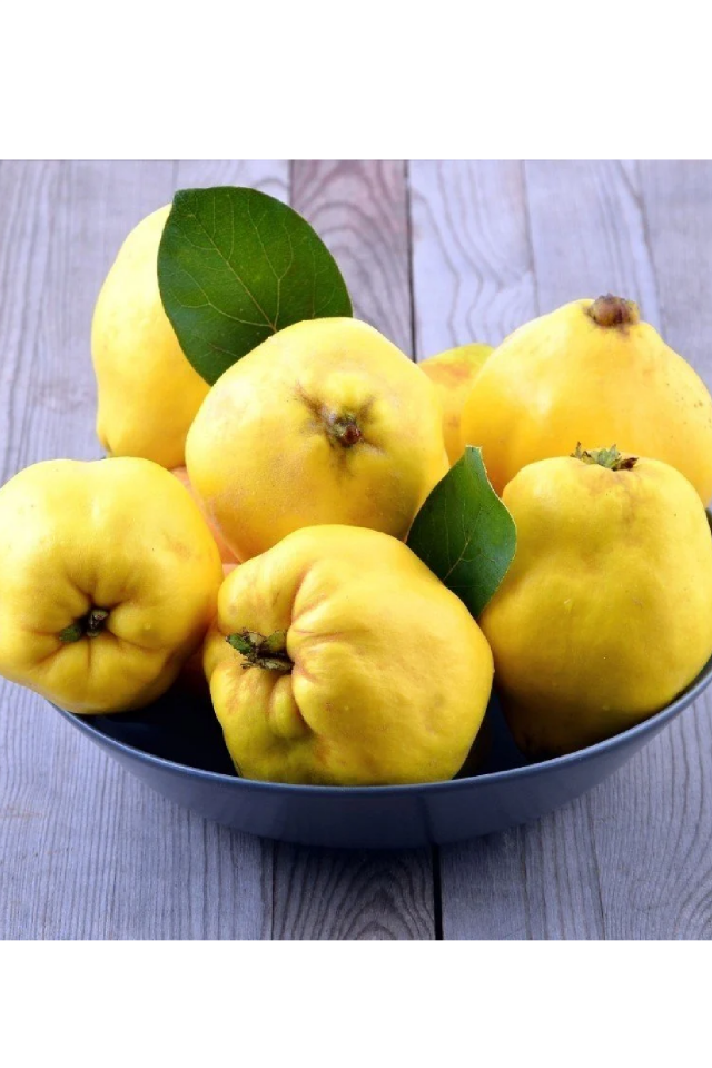 Aşılı Bodur Eşme Ayva Fidanı 3 Yaş