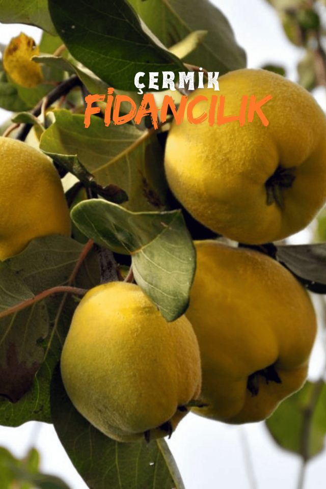 Aşılı Bodur Eşme Ayva Fidanı 3 Yaş