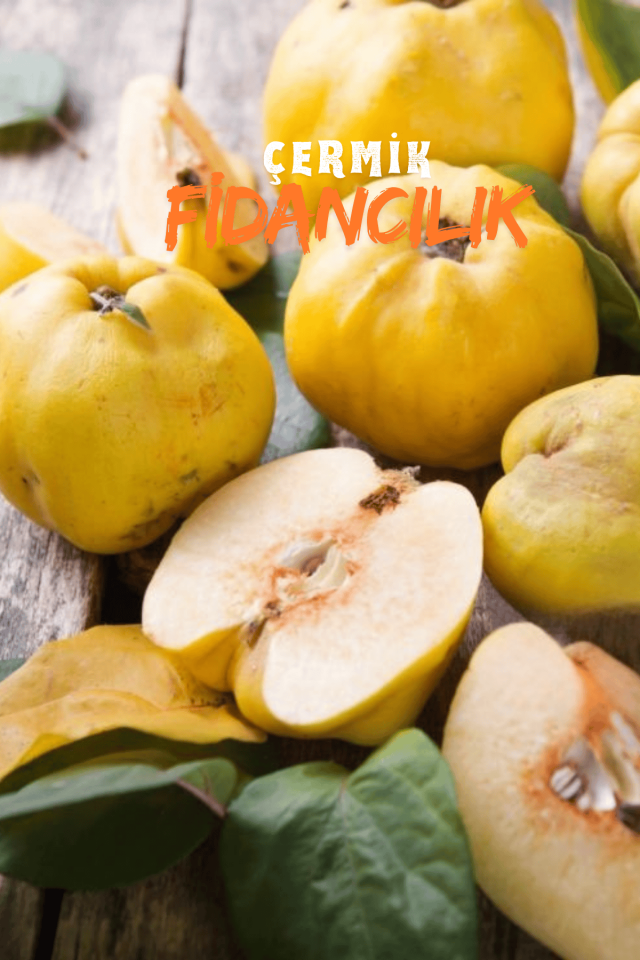 Aşılı Bodur Eşme Ayva Fidanı 3 Yaş