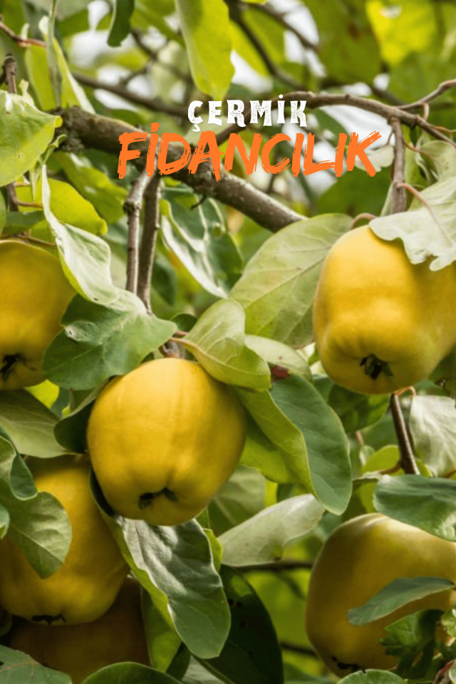 Aşılı Bodur Eşme Ayva Fidanı 3 Yaş