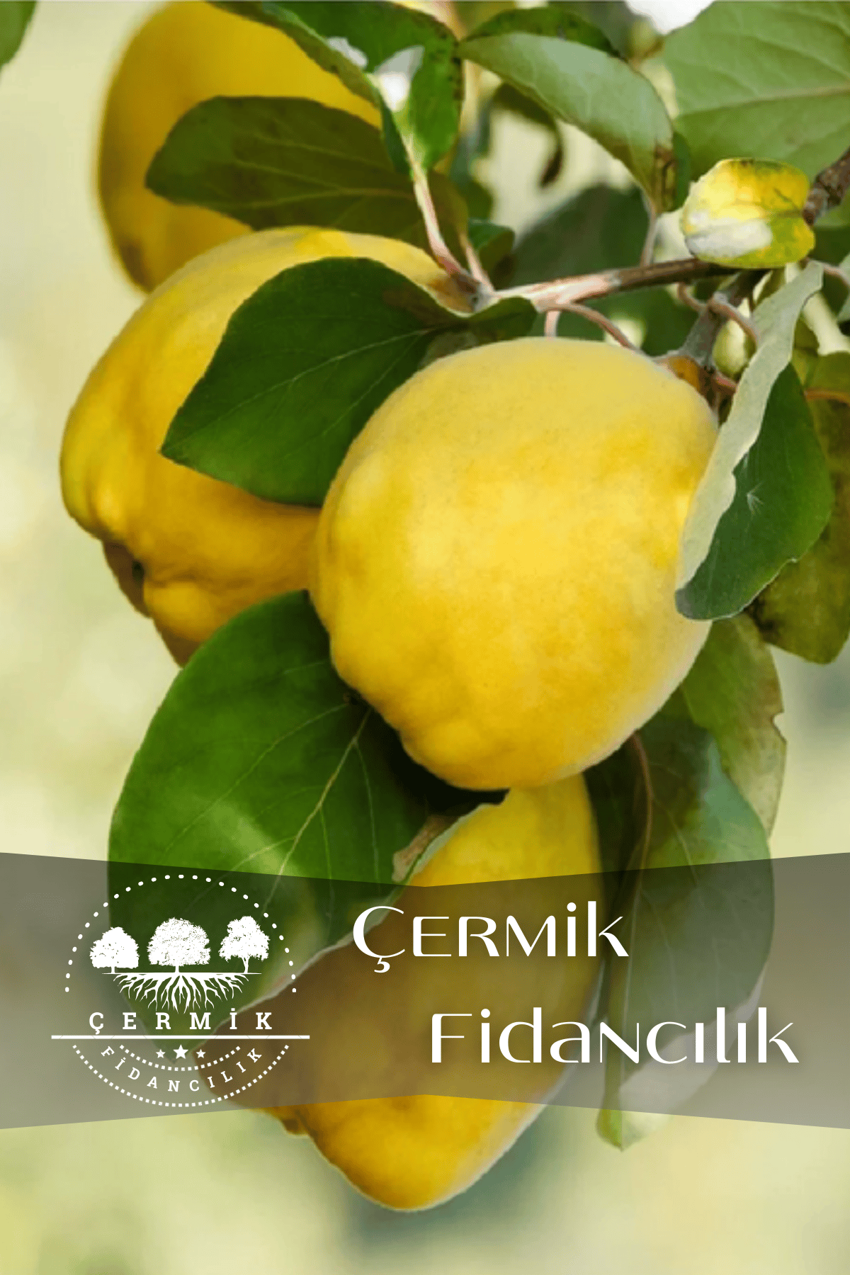 Aşılı Bodur Eşme Ayva Fidanı 3 Yaş