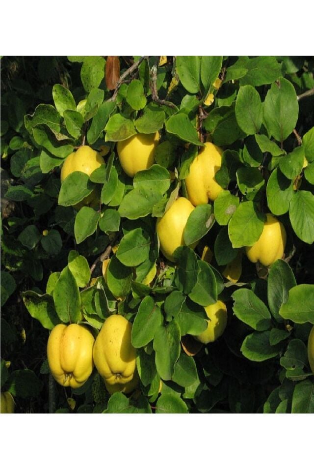 Aşılı Bodur Eşme Ayva Fidanı 3 Yaş