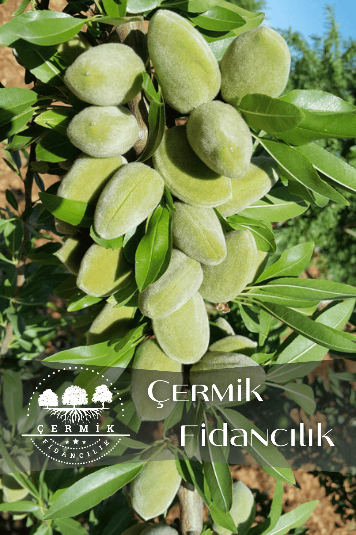 İnce Salkımlı Ferragnes - Ferraduel Badem Fidanı 3 Yaş