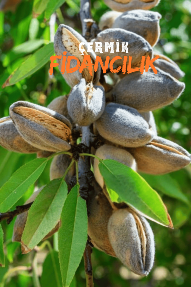 İnce Salkımlı Ferragnes - Ferraduel Badem Fidanı 3 Yaş