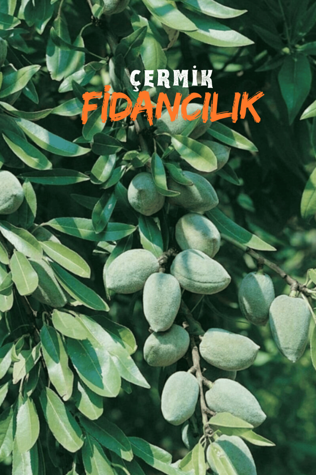 İnce Salkımlı Ferragnes - Ferraduel Badem Fidanı 3 Yaş