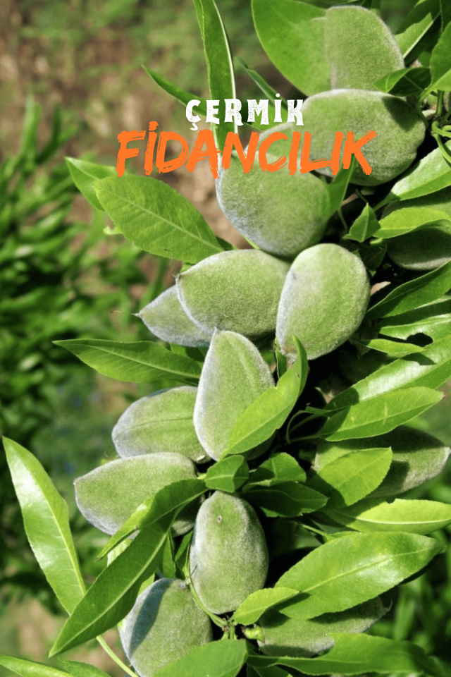 İnce Salkımlı Ferragnes - Ferraduel Badem Fidanı 3 Yaş