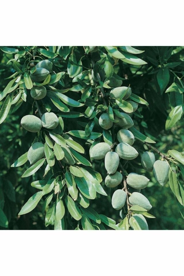 İnce Salkımlı Ferragnes - Ferraduel Badem Fidanı 3 Yaş