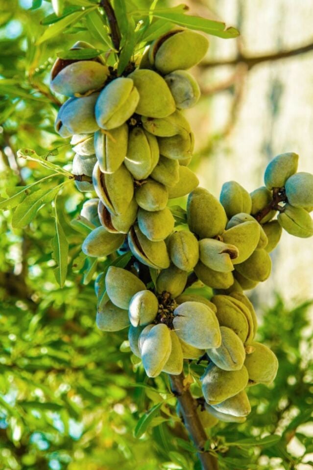 İnce Salkımlı Ferragnes - Ferraduel Badem Fidanı 3 Yaş