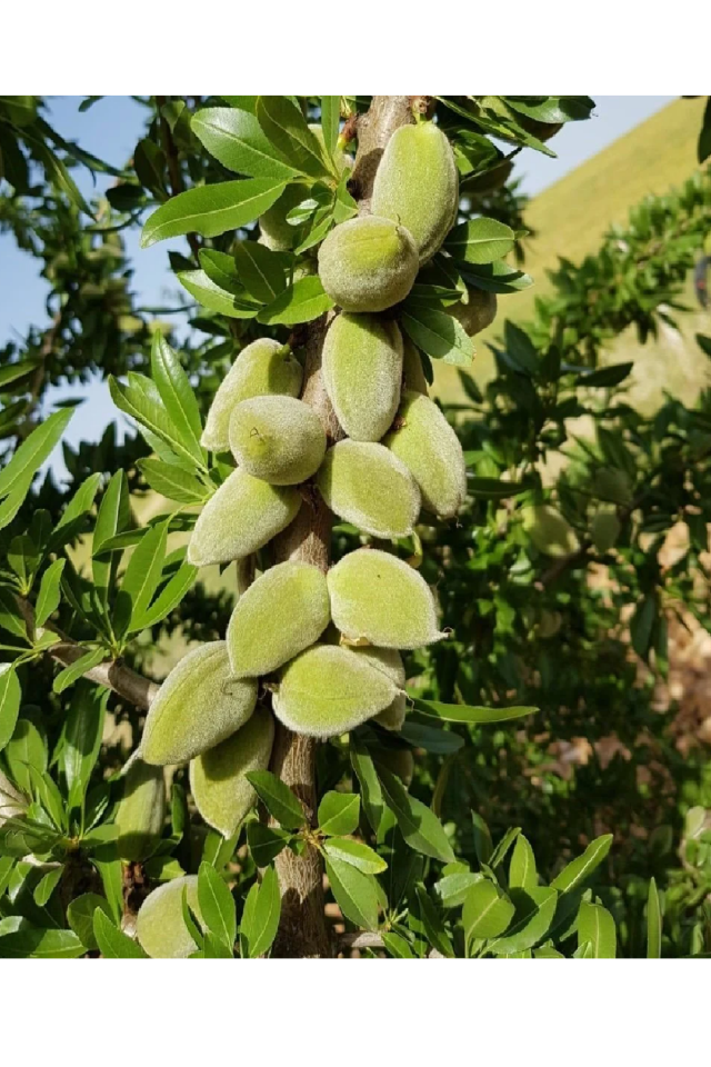 İnce Salkımlı Ferragnes - Ferraduel Badem Fidanı 3 Yaş