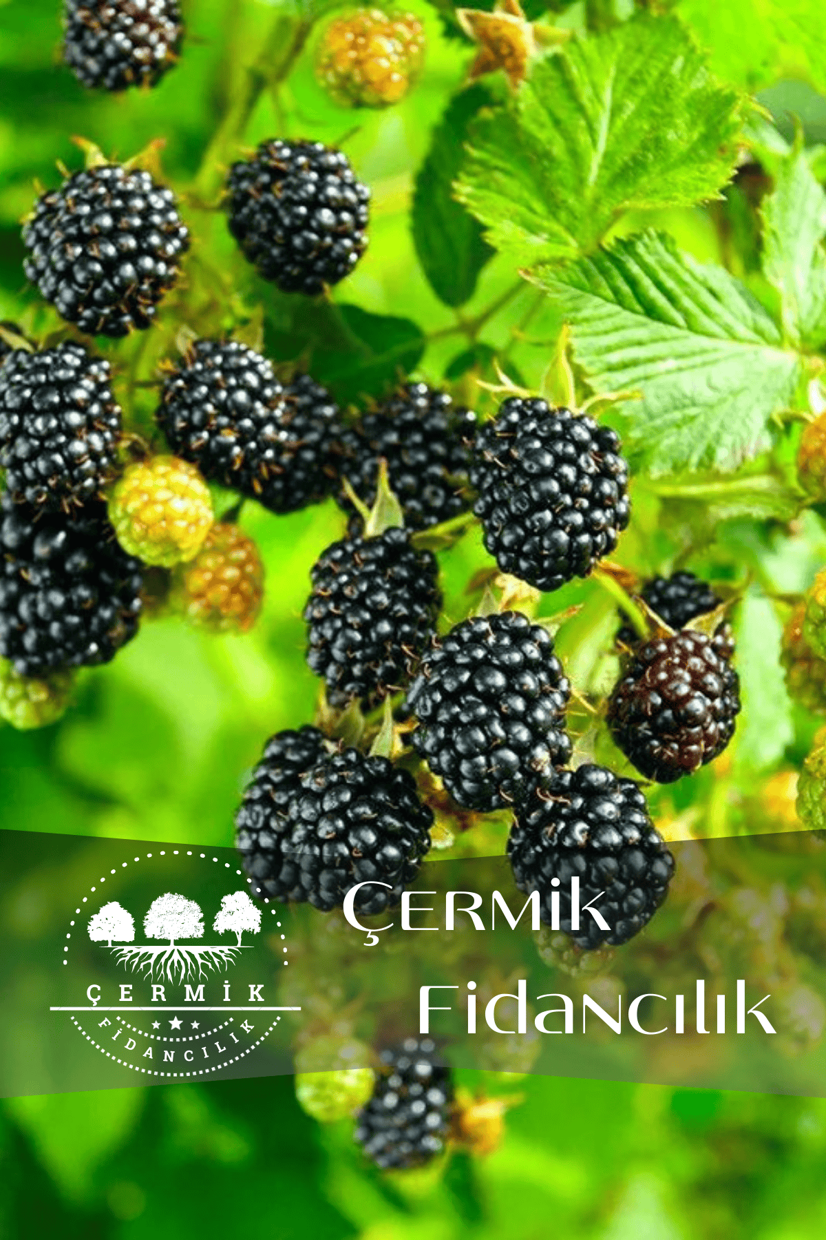 Tüplü Dikensiz Yediveren Böğürtlen Asma Fidanı 3 Yaş