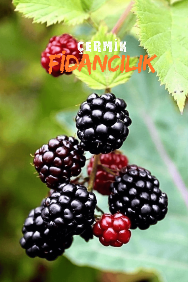 Tüplü Dikensiz Yediveren Böğürtlen Asma Fidanı 3 Yaş