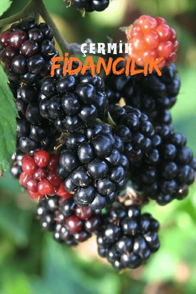 Tüplü Dikensiz Yediveren Böğürtlen Asma Fidanı 3 Yaş